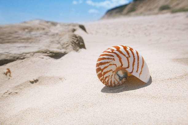 nautilus shell on sand beach and sea waves nautilus shell on sand beach and sea waves near Bournemouth, UK. shallow dof hengistbury head photos stock pictures, royalty-free photos & images