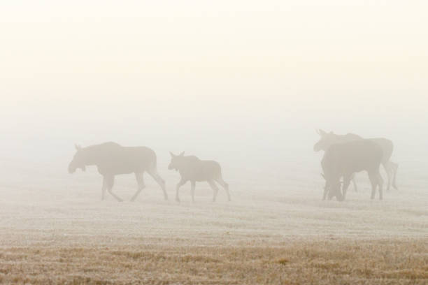 Flock of moose walking on a field in the dawn mist
