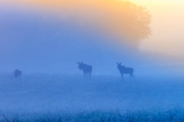 istock Sunrise with mooses in the fog on the meadow 845512562