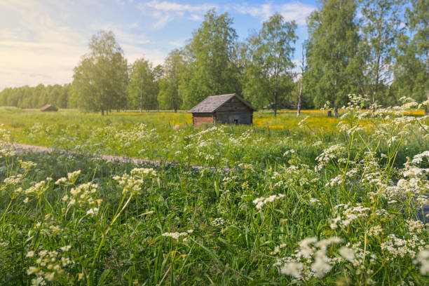 A small barn in a summer meadow in Norrbotten, northern Sweden.