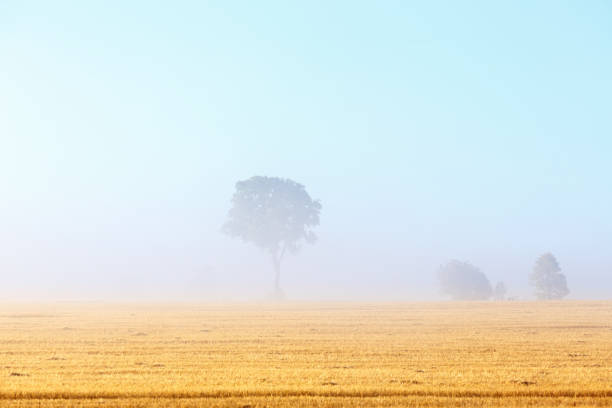 istock Lonely tree in fog on a field 845512850