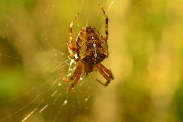 istock Spider in the early morning allocates saliva for weaving the web 845513202