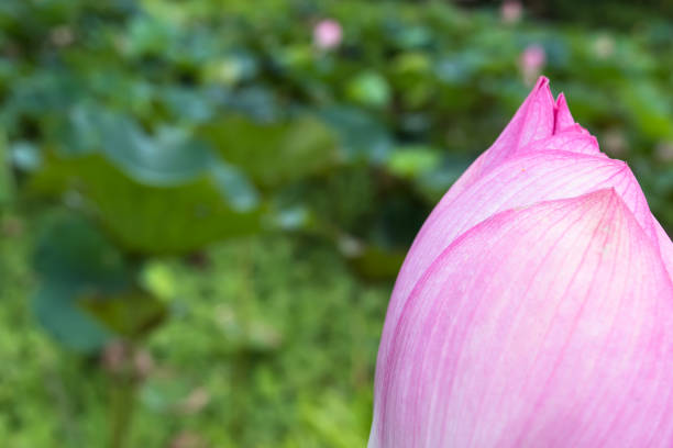 istock lotus flower close up with blur lotus leaf 845517134