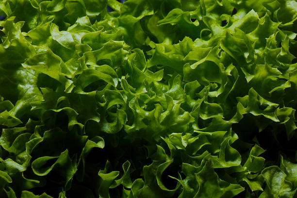 Cтоковое фото Зеленый салат