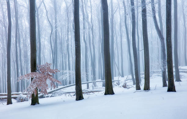 Winter in foggy frot forest with tree