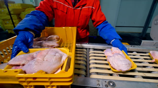 Many Styrofoam trays with chicken breasts sent on a conveyor.