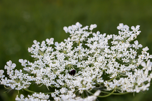 A white caraway in close up