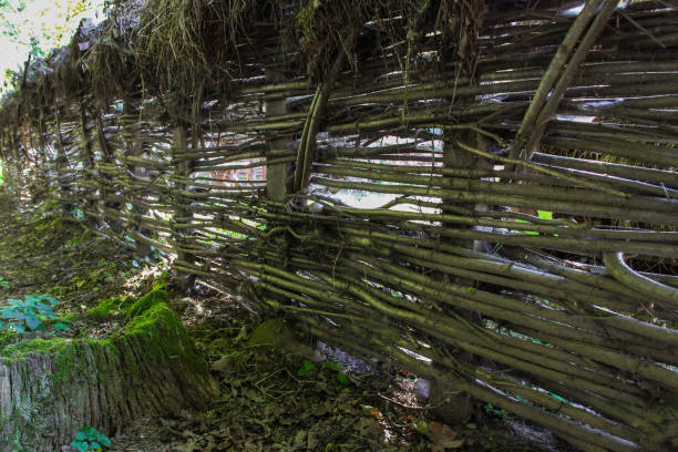 istock A fence made of twig and straw 845527486