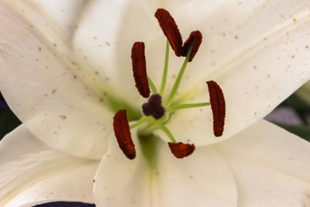 istock A white lily in close up 845527494