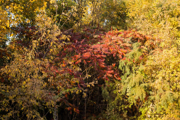 istock autumn leaves on the tree in nature 845530756