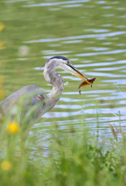 istock heron fishing 845531280