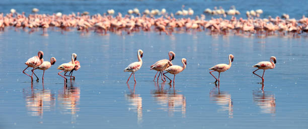 istock Flock of flamingos 845531404