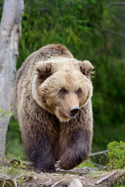 istock Big brown bear in the forest 845531428