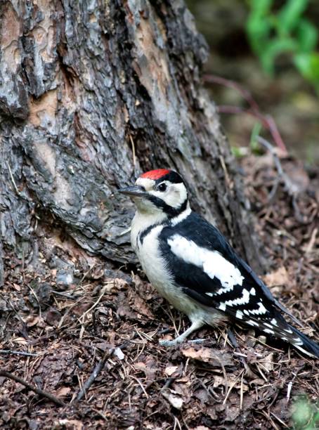 woodpecker sits near pine among branches and needles, surroundings of lake Uvildy, South Urals