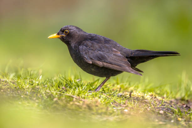 istock Male Blackbird foraging in backyard 845533540