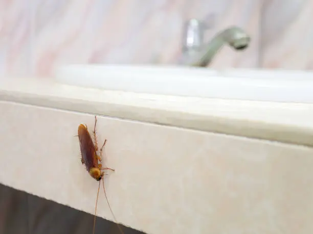Photo of Cockroach in house on background of toilet