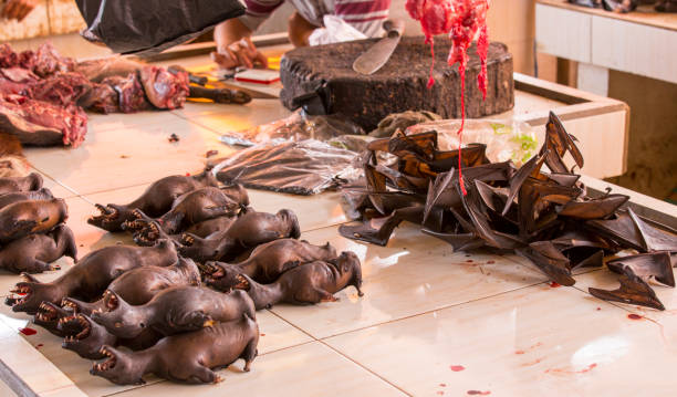 fledermäuse am markt in indonesien - butchers shop meat store farm stock-fotos und bilder