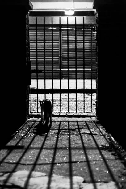 istock Shadows of the night 845538108