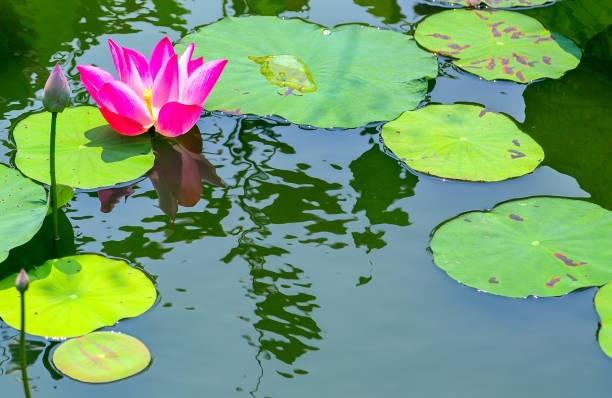 istock pink Lotus water lily 845541764