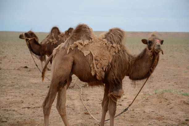 istock Mongolia - The land of the Big Blue Sky 845542362