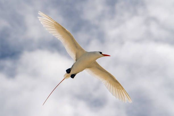red tail tropic bird Phaethon rubricauda while flying tropic bird Phaethon rubricauda while flying on blue sky background red tailed tropicbird stock pictures, royalty-free photos & images