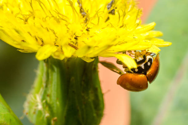 istock The beauty of the macro world 845545368