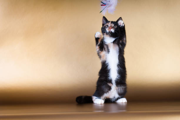 istock Cute little tree colors mixed breed kitten at studio 845545494