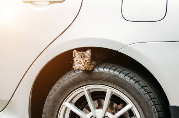 AA small kitten sits on the wheel of a car