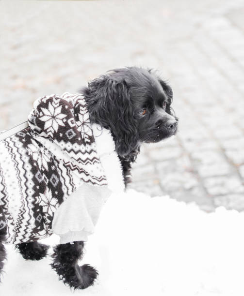 istock Small dog with dog clothes 845545944