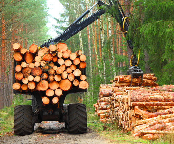 istock Harvest of timber. 845546084
