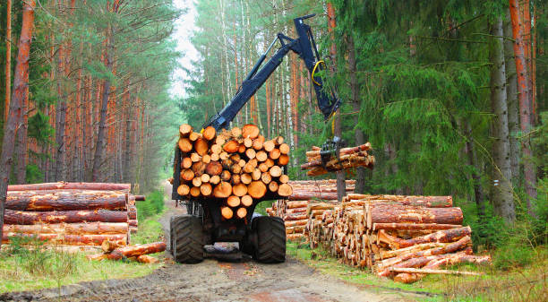 istock Harvest of timber. 845546096
