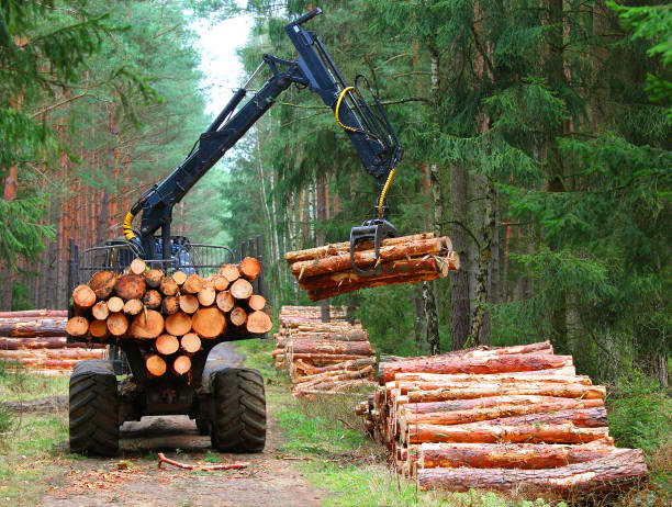 istock Harvest of timber. 845546190
