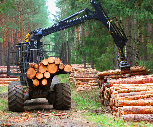 istock Harvest of timber. 845546194