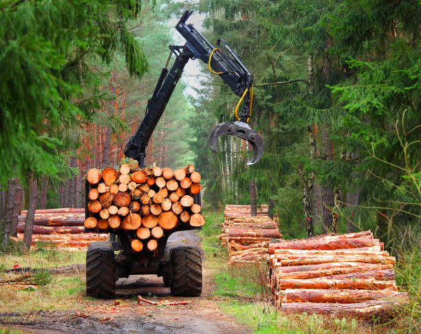 istock Harvest of timber. 845546250