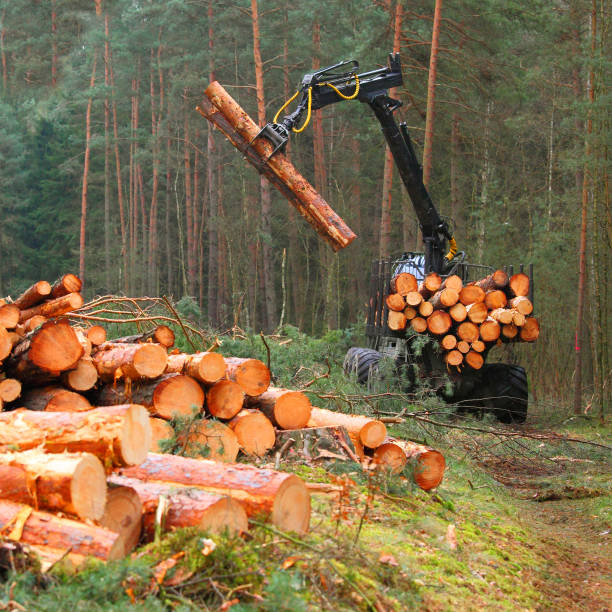 istock Harvest of timber. 845546270