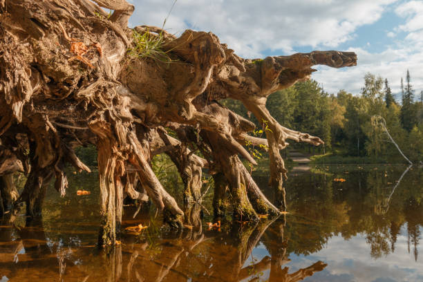 Picturesque stump with old crooked roots in water, forest background