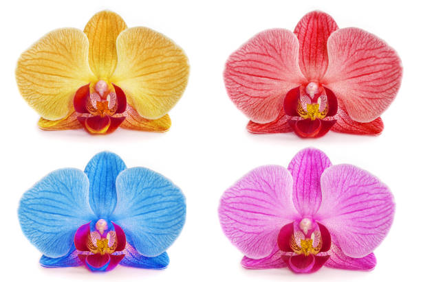 istock orchids on isolated background. beautiful flower branches orchids on white background 845549056
