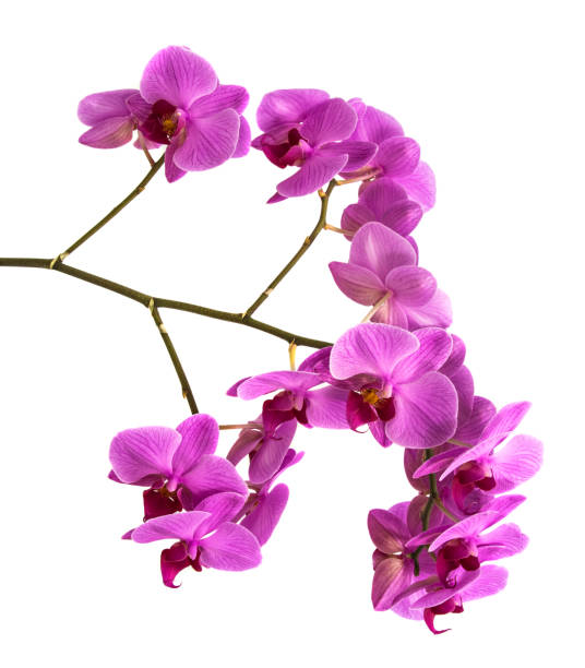 istock orchids on isolated background. beautiful flower branches orchids on white background 845549092