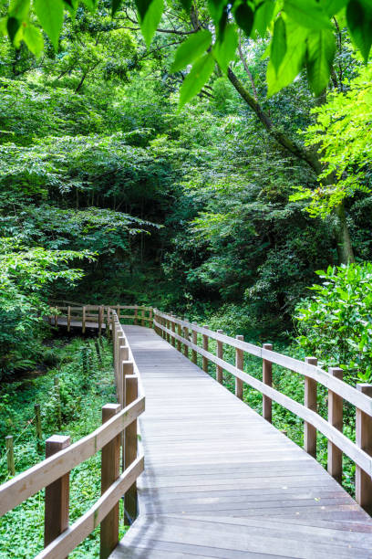 istock Promenade of Kakitagawa River Park 845549636