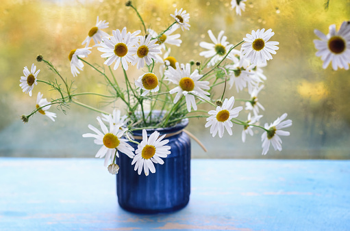 a small bouquet of field chamomiles stands on a windowsill in a blue glass vase against the backdrop of the rising sun