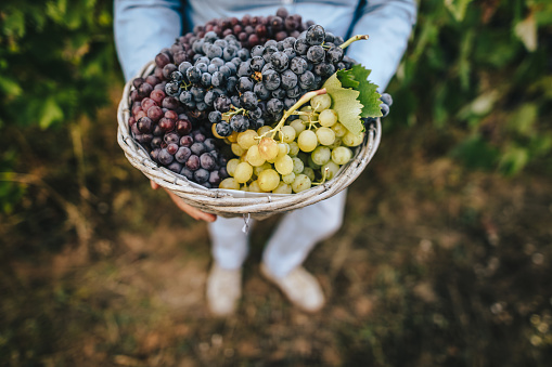 Unrecognizable senior woman holding a basket with grapes