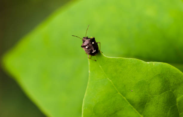 istock Closeup of black insect on green leaf 845563094