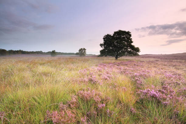 istock pink flowering heather on meadow at sunrise 845566132
