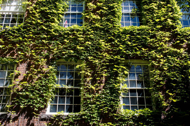 istock climbing vines groomed around windows 845566524