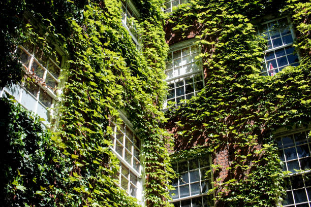 istock overgrown vines on exterior building wall 845566576