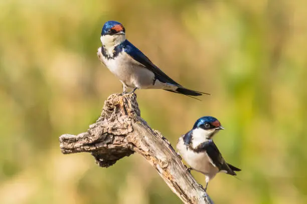 Pair of white throated swallows sitting on a tree log.