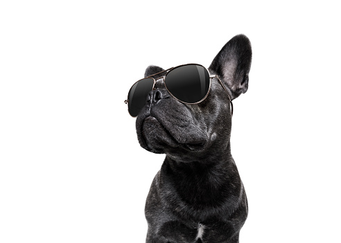 posing dog with sunglasses