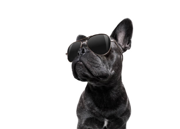 posing dog with sunglasses stock photo