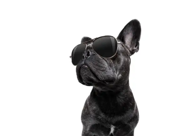 Photo of posing dog with sunglasses