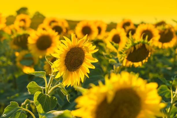 istock Field of Sunflowers 845569558